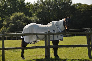Equine retirement